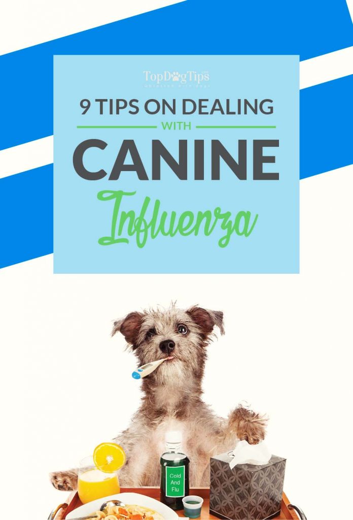 Canine Influenza Advice