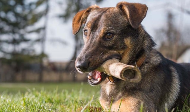 Cooked Bones for Dogs - Safe or Not