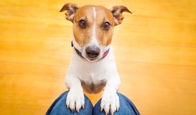 Dog Begging Behavior and How to Stop It