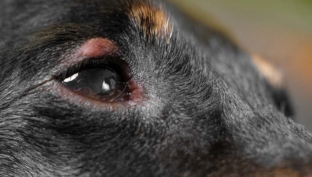 Dog Eye Allergies - Symptoms, Causes and Treatments