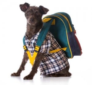 Dog backpacking gear for travel