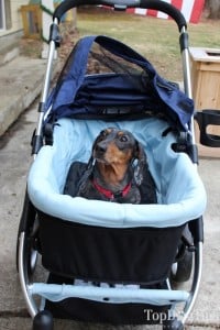 IBIYAYA Pet Stroller for Dogs Review