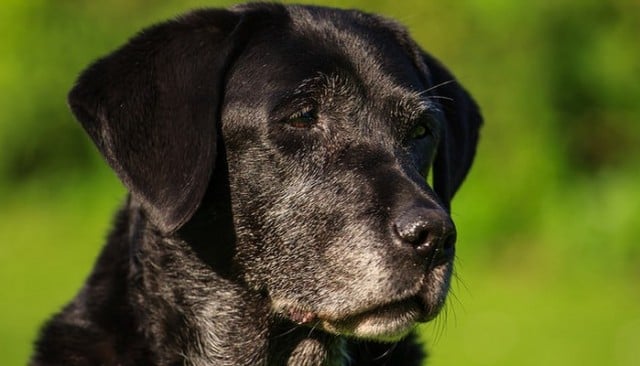 Is Your Dog Suffering From Canine Dementia