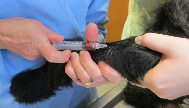 What Is Holistic Veterinary Medicine for Dogs