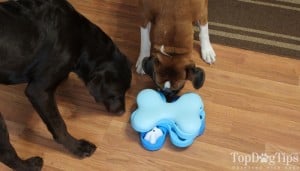 Nina Ottosson Puzzle Toys for Dogs Review