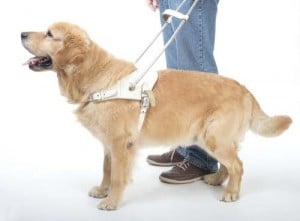 Service Dog Gear Harness