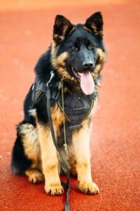 Service Dog Gear for Puppies