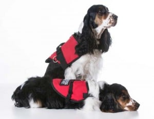 Service Dog Gear Vests