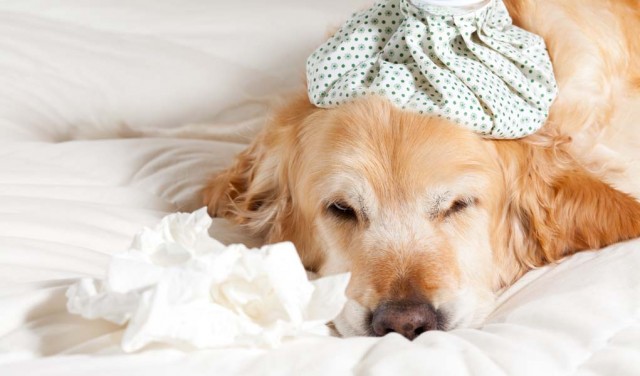 The Truth About Canine Influenza