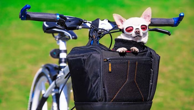 Top 5 Best Dog Basket for Bike Reviews