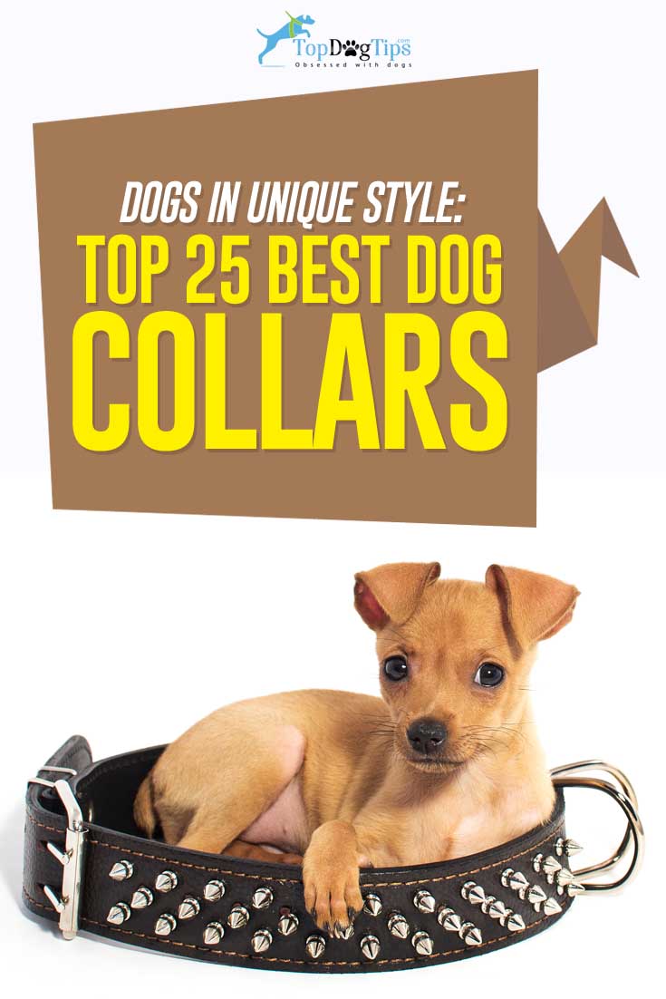 Top Best Cute Dog Collars