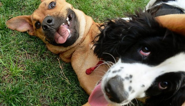 Use This App to Let Your Dog Sniff Out Friends On Social Media