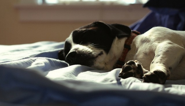 Want Better Sleep Let your Dog In the Bed