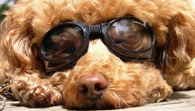 Who Knew Doggy Sunglasses Were Such Big Business