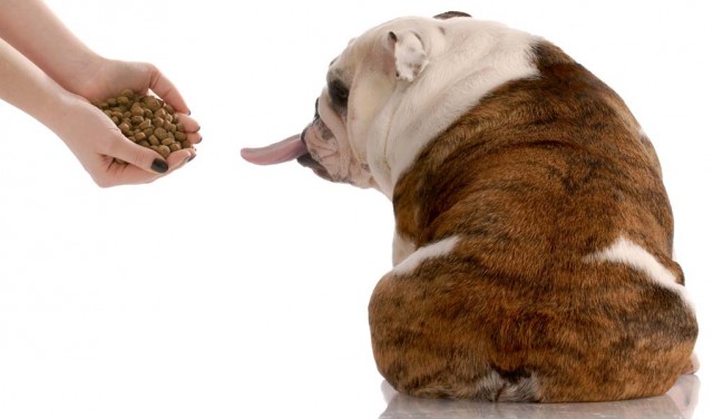 Why Wont My Dog Eat - Here is Why Dogs May Refuse to Eat