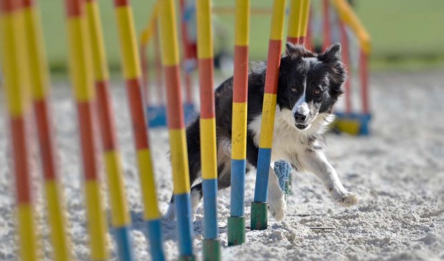 Agility Training For Dogs - The Ultimate Beginners Guide