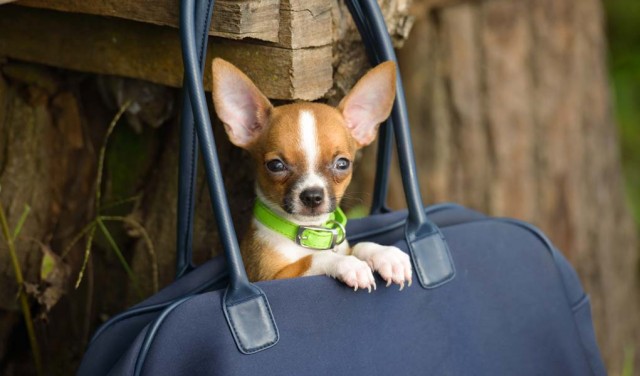 Backpacks to Carry Dogs - How to Bring Your Small Dog Everywhere