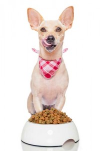 Best Canine Nutrition for Healthy Dogs