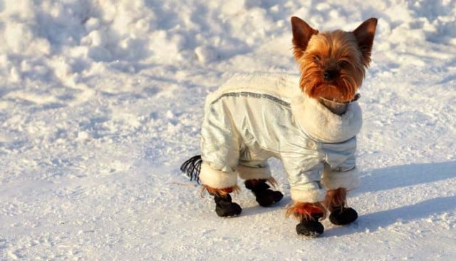 Best Dog Coats for Winter and Rain