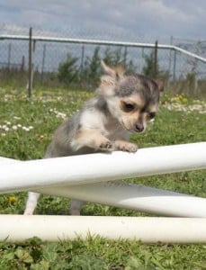 Best Dogs for Agility Training