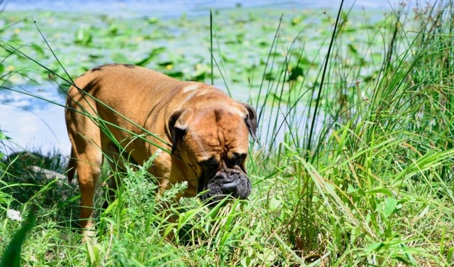 Does My Dog Eat Grass Because He Needs To or Likes To