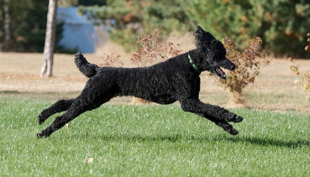 Does Your Dog Need to Get His Workout On