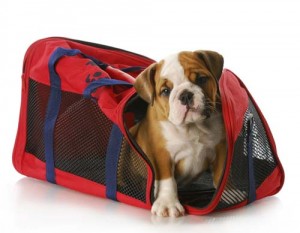 Dog Travel Bags - How to Choose the Right One 1