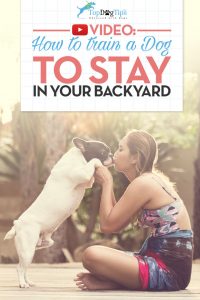 How To Train A Dog To Stay In the Yard