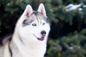 Husky Wolf Dog