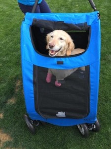 Legless Dog Gets New Leash on Life