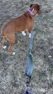 Mutts and the City Hands Free Dog Leash System Review