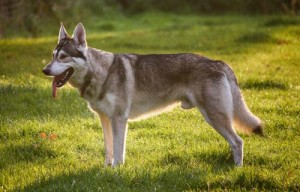 Northern Inuit Dogs