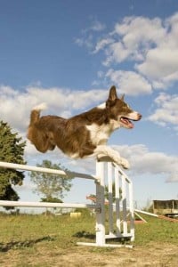 Obedience Training vs Agility Training for Dogs