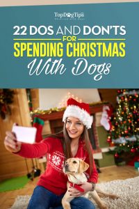 Spending Christmas with Dogs