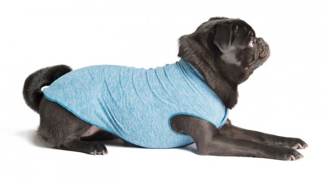 Sun Shield Tees Can Protect Your Dog From the Sun