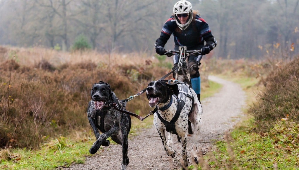 The Best Blogs About Biking for Dogs