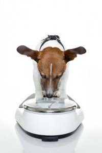 The Risks of Canine Obesity and How To Keep Your Dog Fit 4