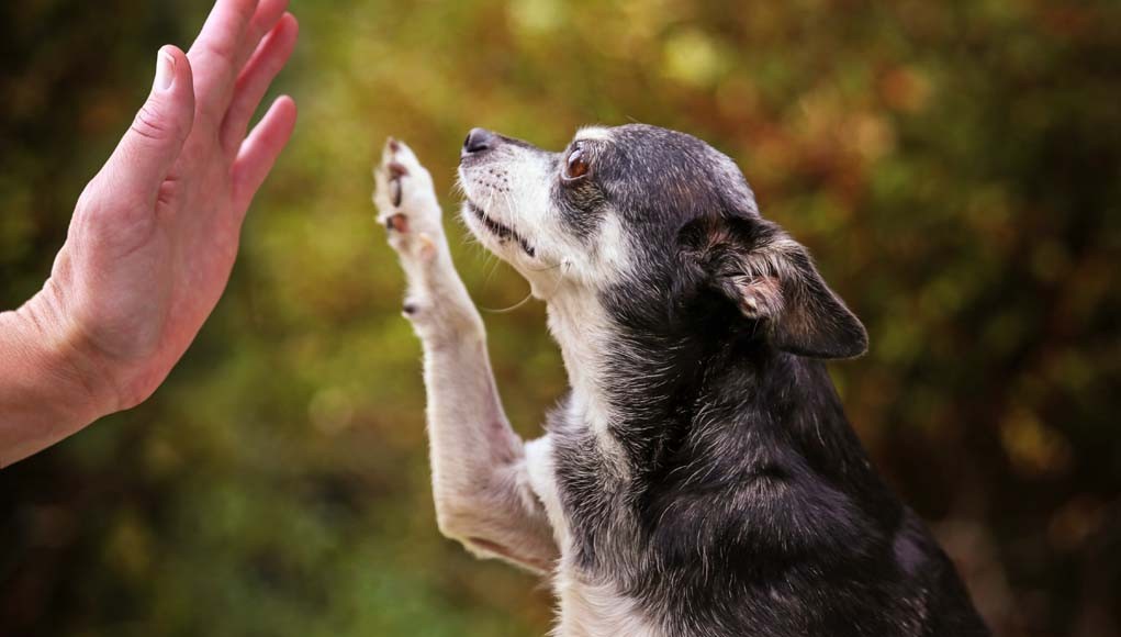 Tips for Keeping Your Senior Dog Active and Healthy