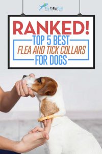 The Best Flea Collars for Dogs