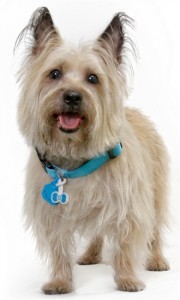 Twigo Dog Tags Are Drawing Attention to National Pet ID Week