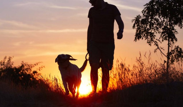 Walking Your Dog - A Guide To Do It Safely