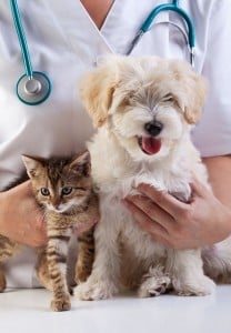 What Is Holistic Veterinary Medicine for Dogs