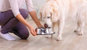 What Type of Dog Foods Our Dogs Need to Eat