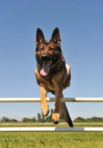 Why Agility Training for Dogs Matters