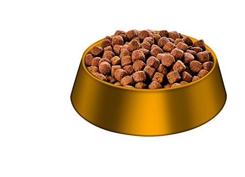 Best Inexpensive Dog Food & Cheapest Dog Foods