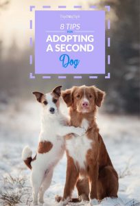 Adopting a Second Dog