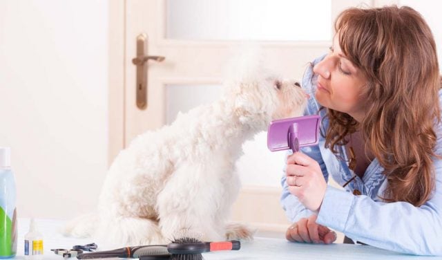 Best Dog Grooming Courses Online