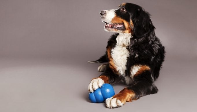 Best KONG Dog Toys