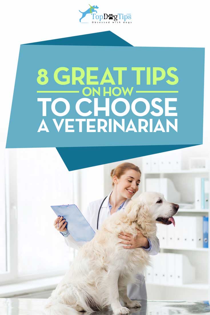 Best Tips for Choosing the Best Veterinarian