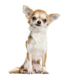 Chihuahua - Most Common Dog Breed Stereotypes DEBUNKED